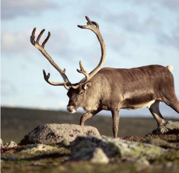 Appartement Ferienwohnung Buskerud